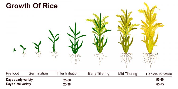 Paddy Planting & Harvesting - Malaysiarice